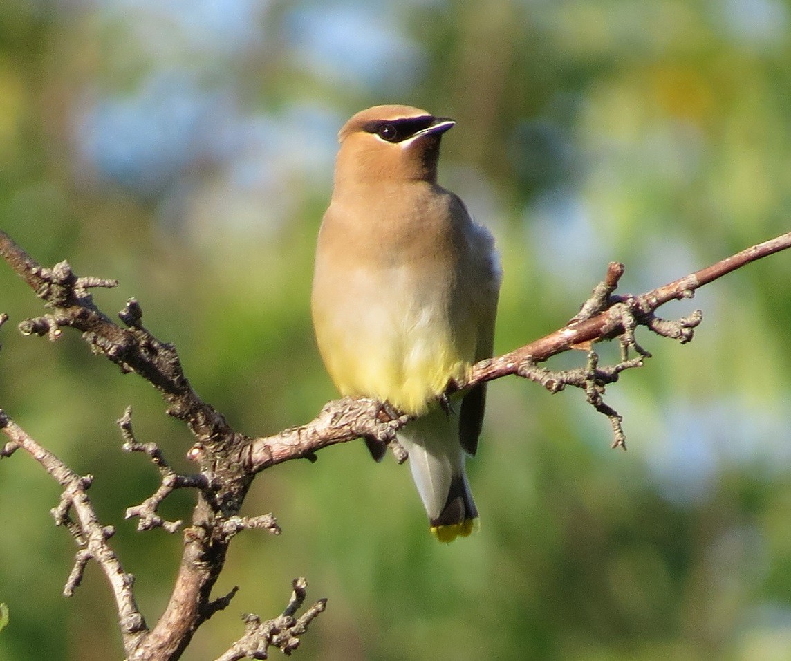 Cedar Waxwing - ML63009261