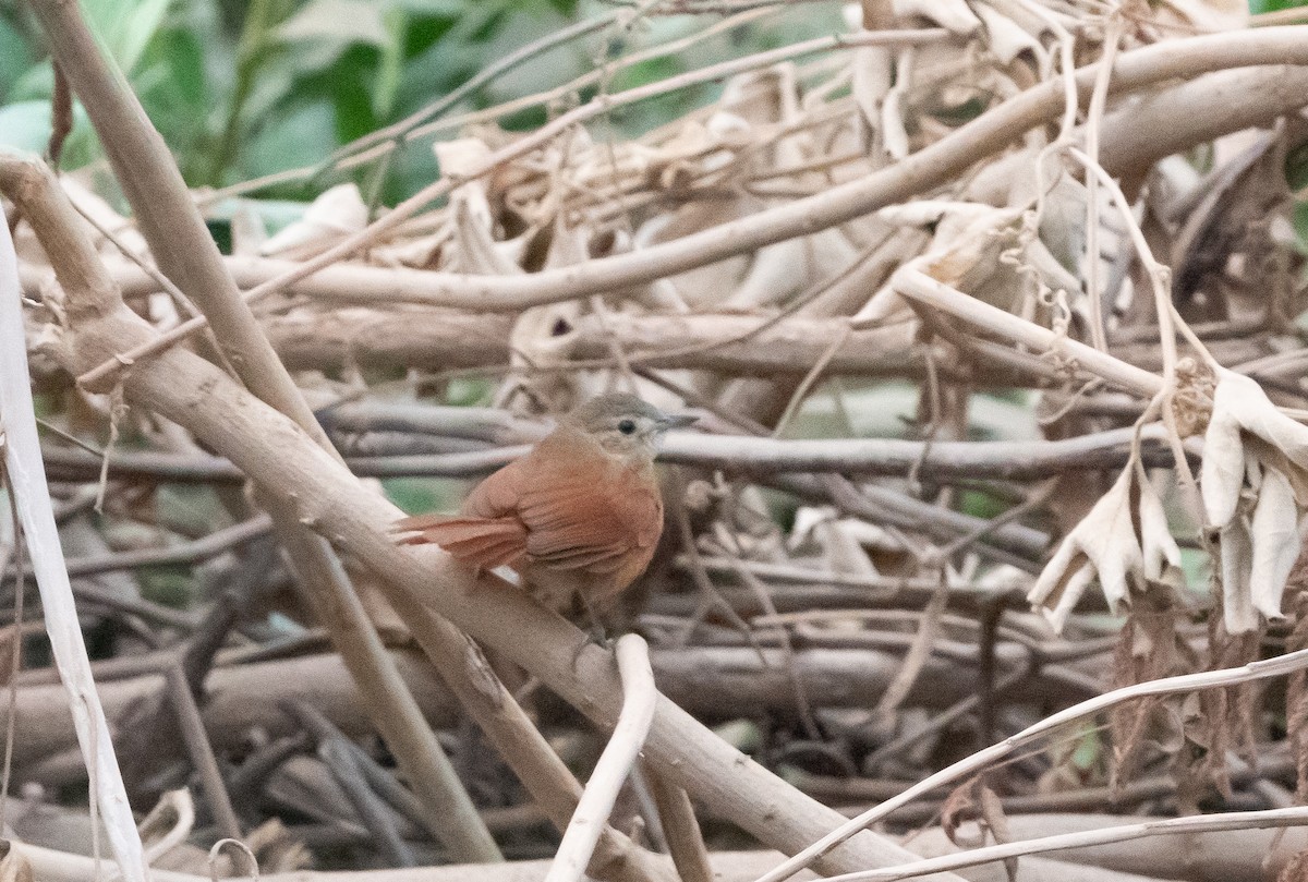 White-lored Spinetail - ML630092735