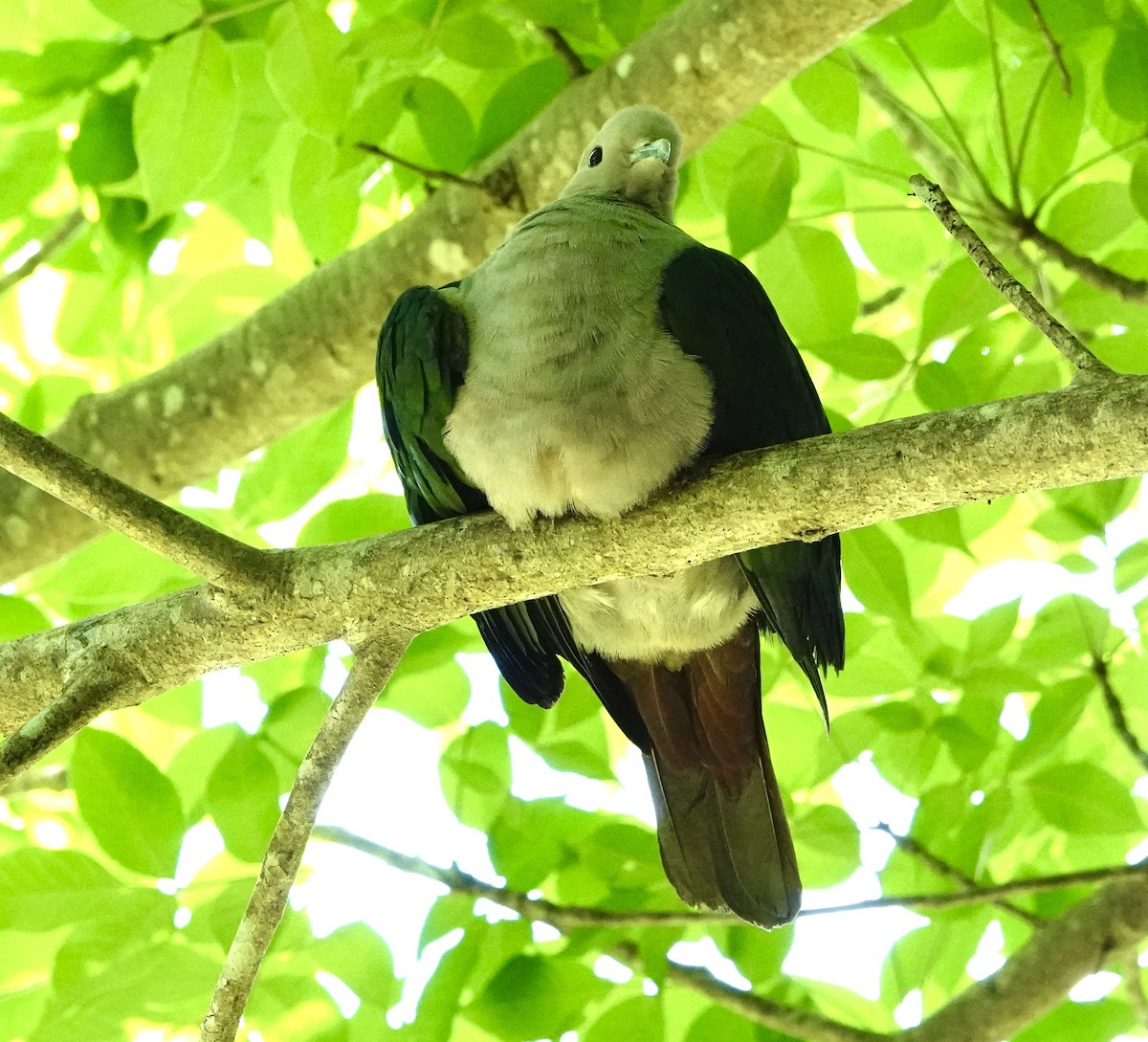 Green Imperial-Pigeon (Green) - ML630092808