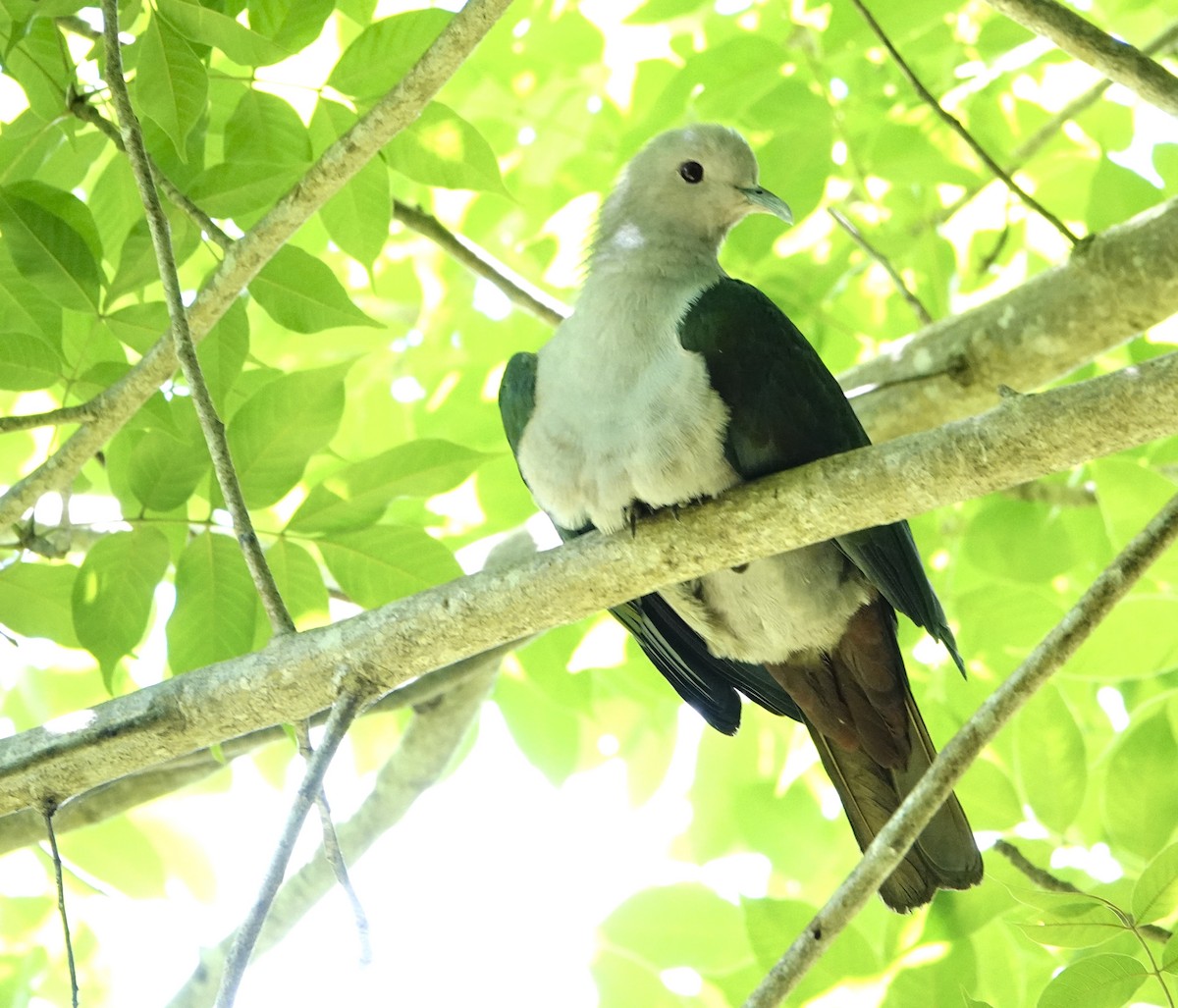 Green Imperial-Pigeon (Green) - ML630092809