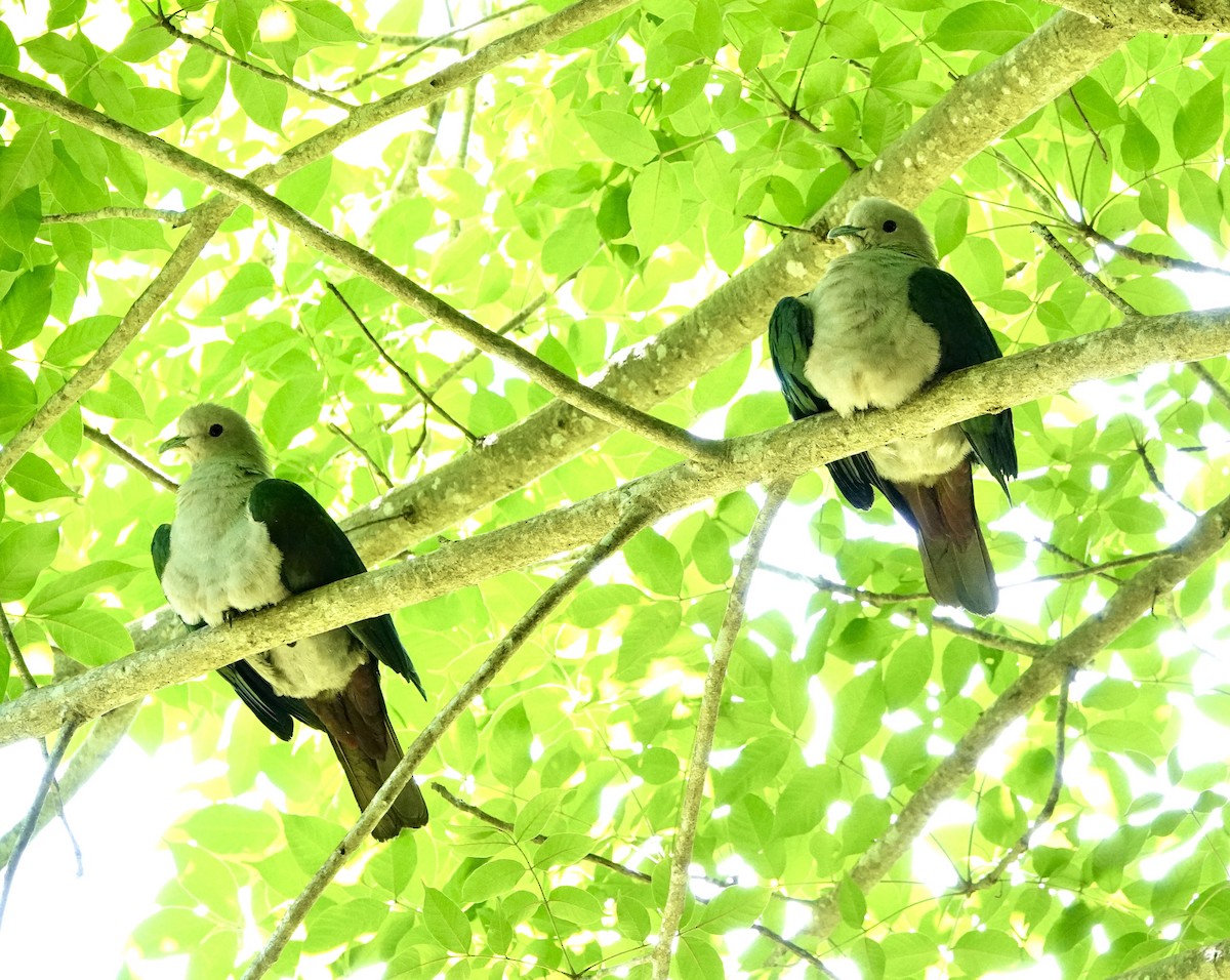 Green Imperial-Pigeon (Green) - ML630092811