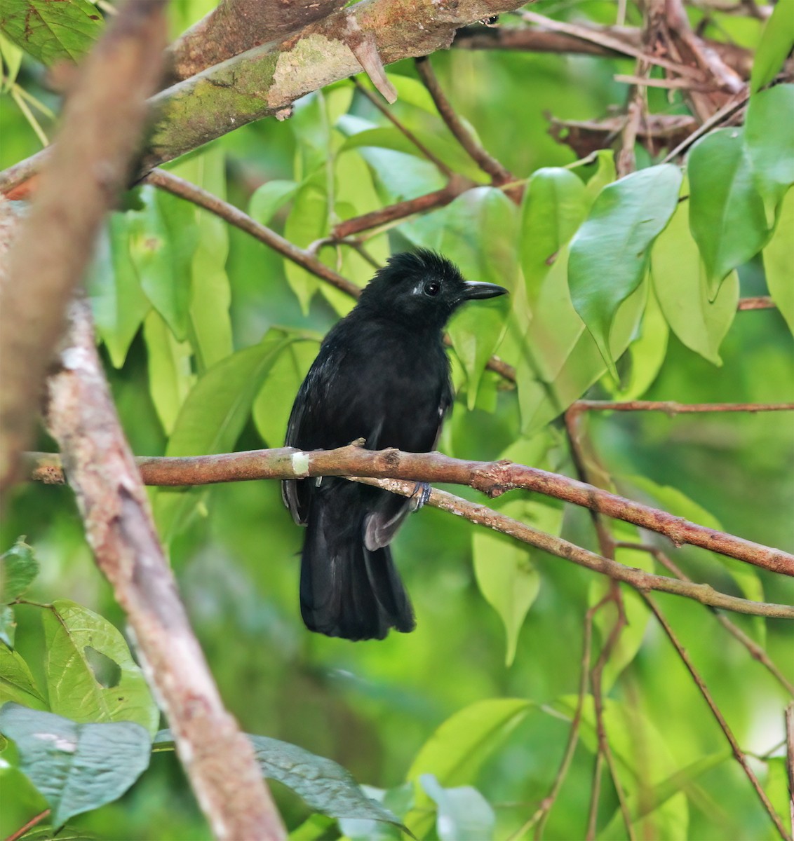 Cocha Antshrike - ML630092813