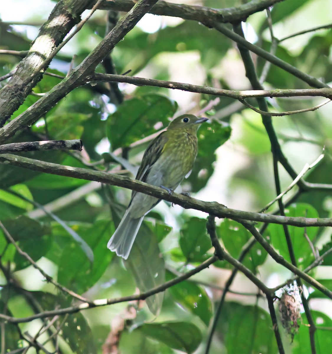 Gray-tailed Piha - ML630092852