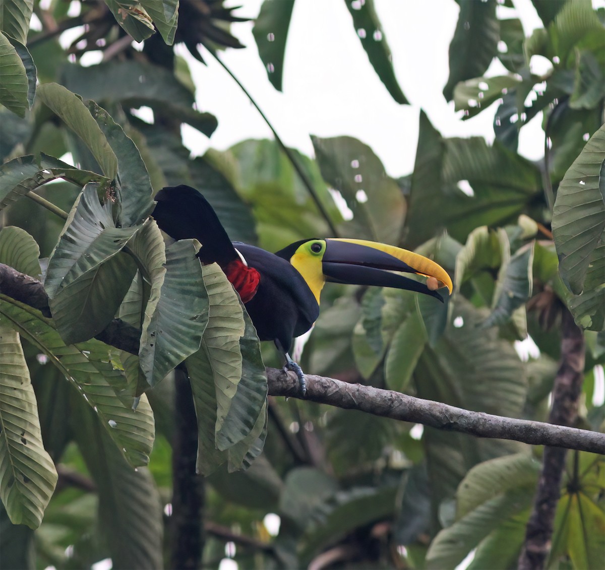 Toucan tocard - ML630092972