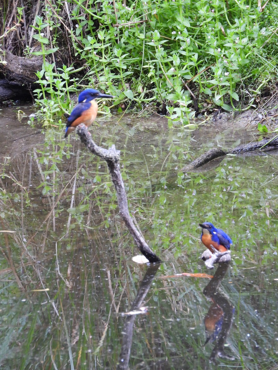 Azure Kingfisher - ML630092978