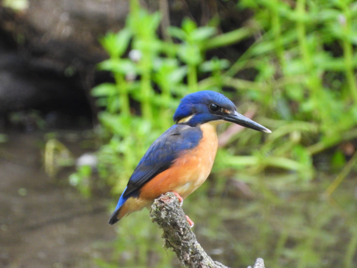 Azure Kingfisher - ML630093005