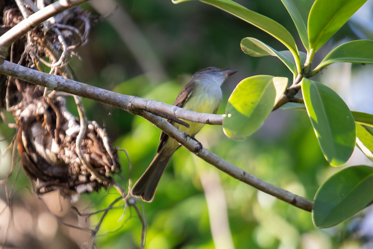 Dusky-capped Flycatcher (lawrenceii Group) - ML630093043