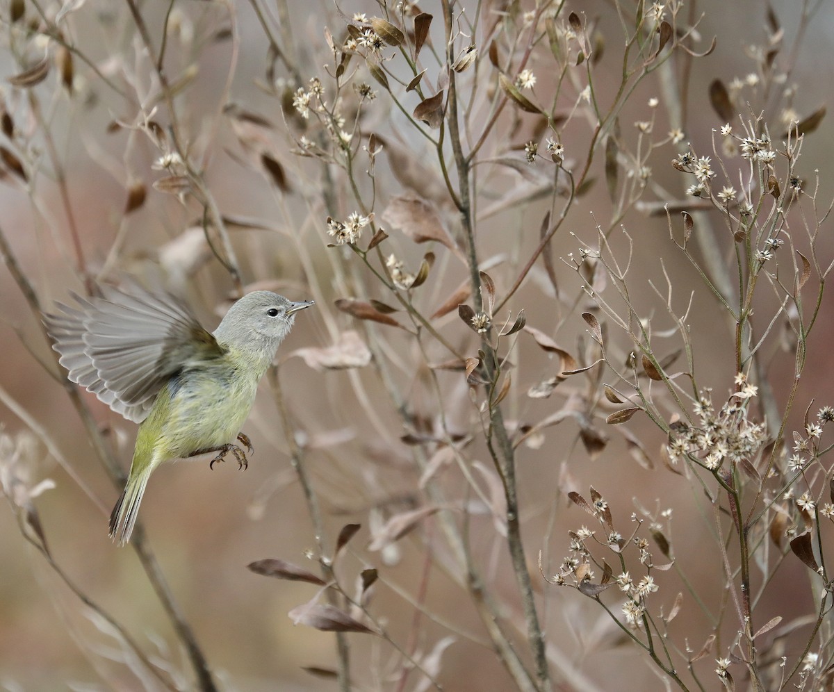 Orange-crowned Warbler - ML630093045
