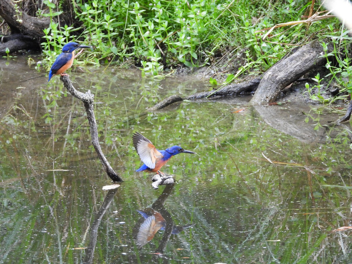 Azure Kingfisher - ML630093112