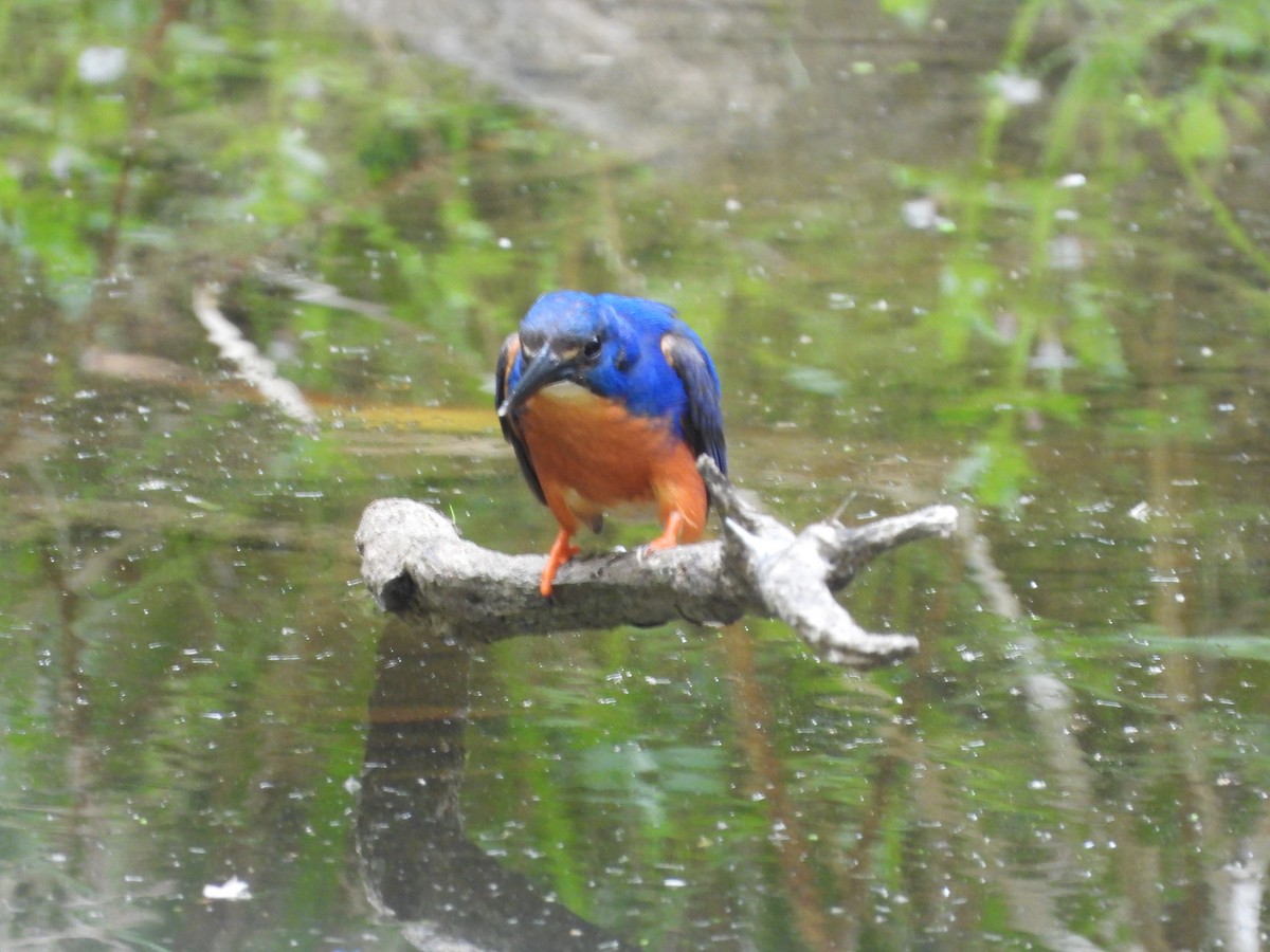 Azure Kingfisher - ML630093191