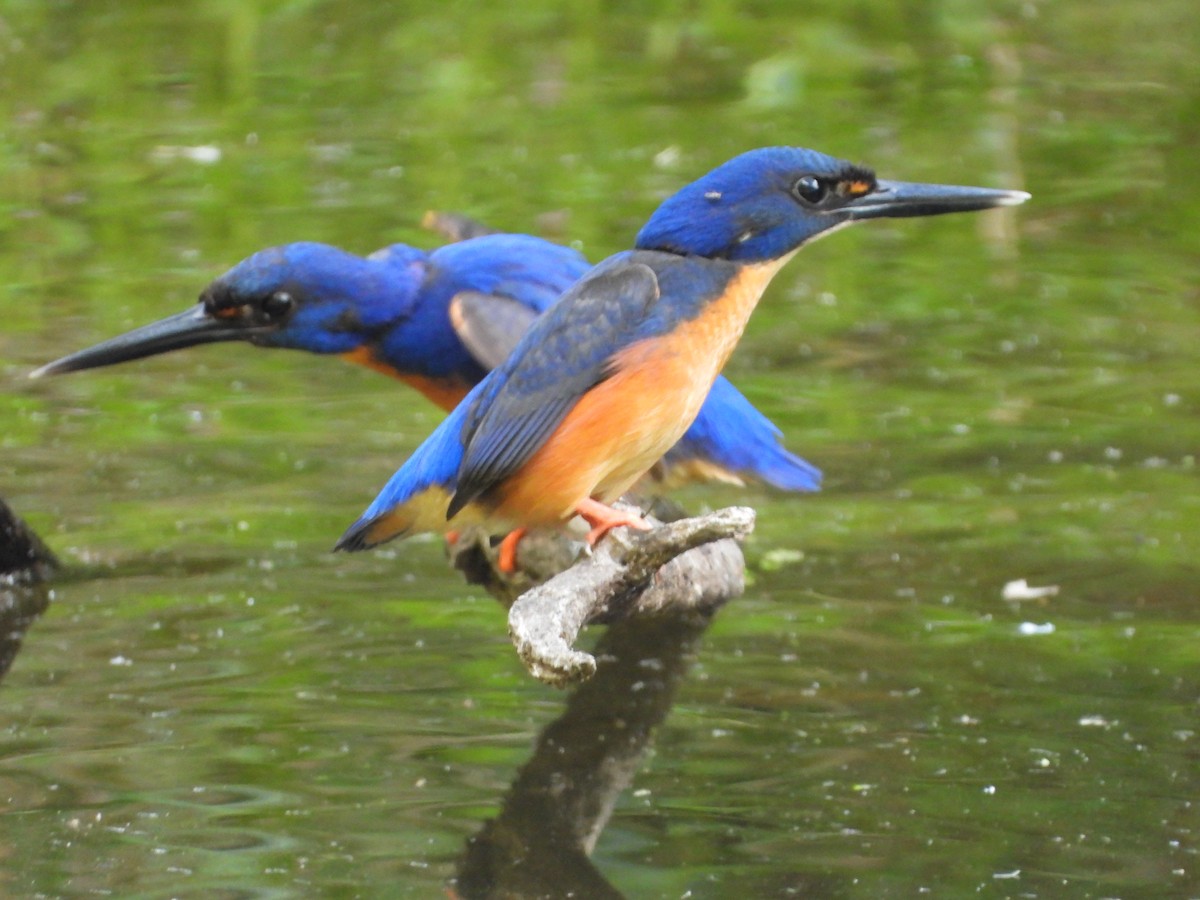 Azure Kingfisher - ML630093226