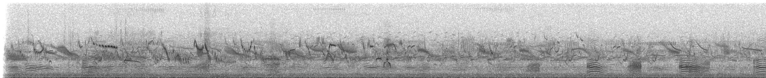 Tadorne d'Australie - ML630093319