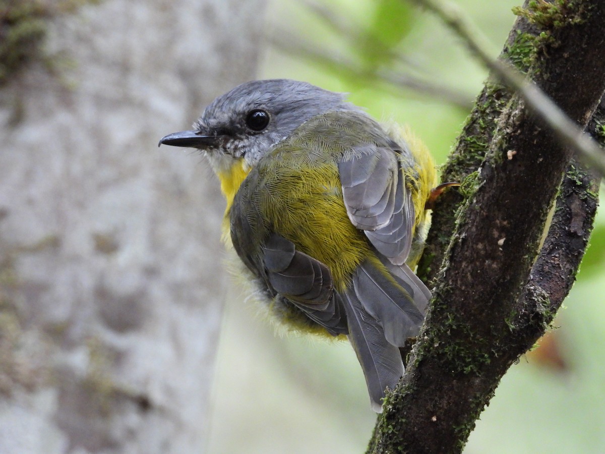 Eastern Yellow Robin - ML630093360