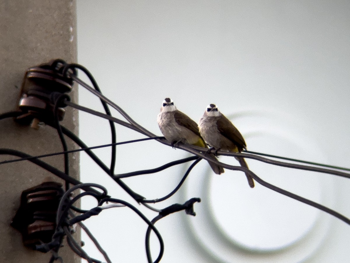 Yellow-vented Bulbul - ML630093391
