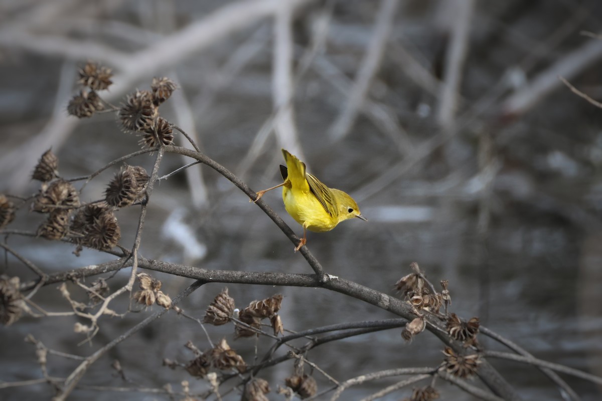 Northern Yellow Warbler - ML630093424