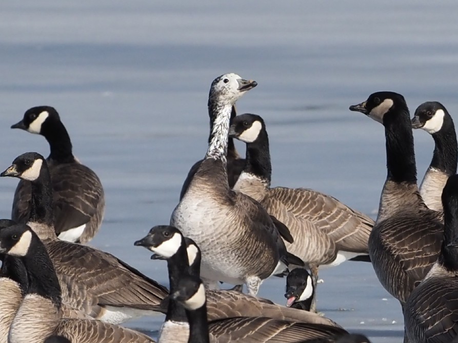Snow/Ross's x Cackling/Canada Goose (hybrid) - ML630093470