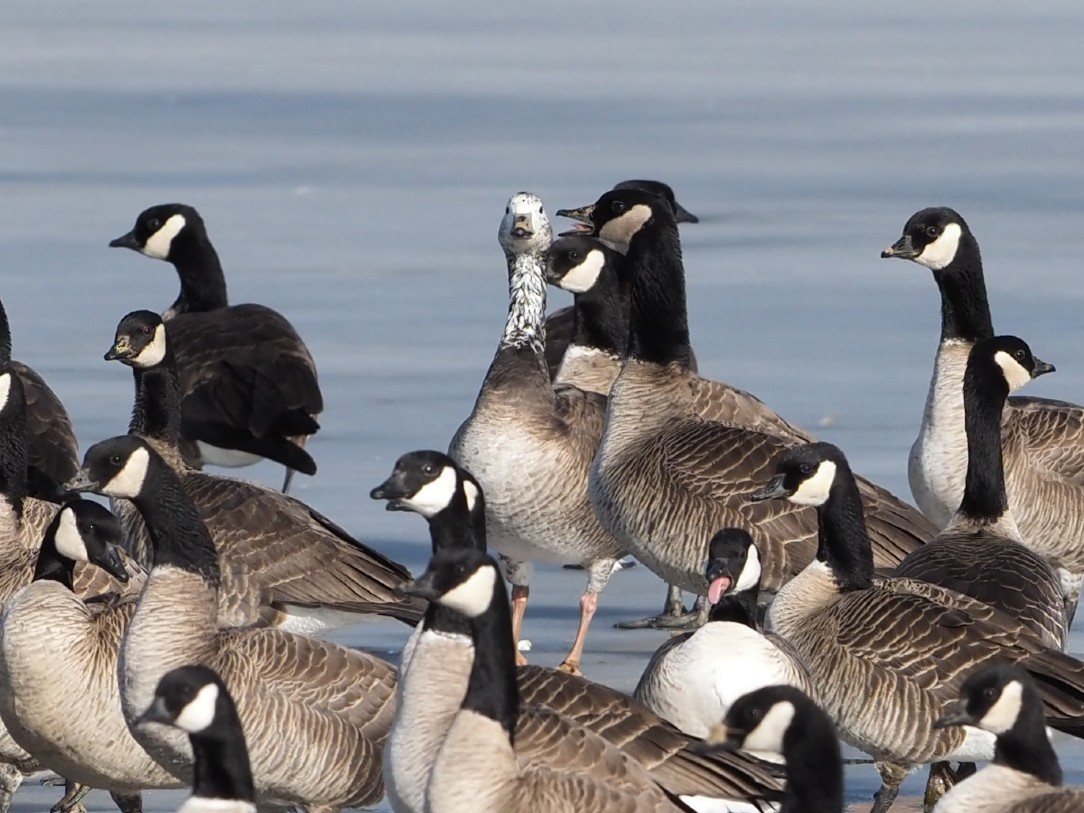 Snow/Ross's x Cackling/Canada Goose (hybrid) - ML630093471