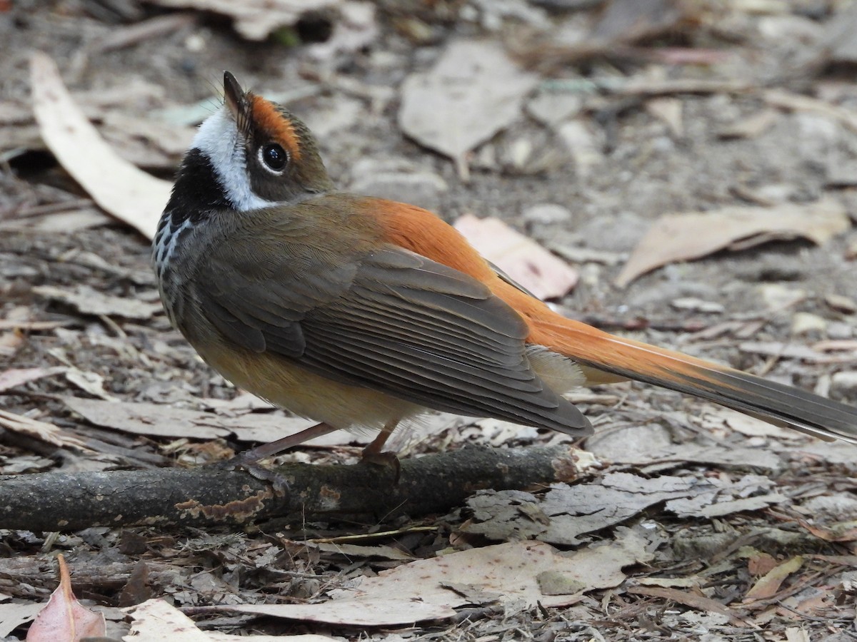 Australian Rufous Fantail - ML630093477
