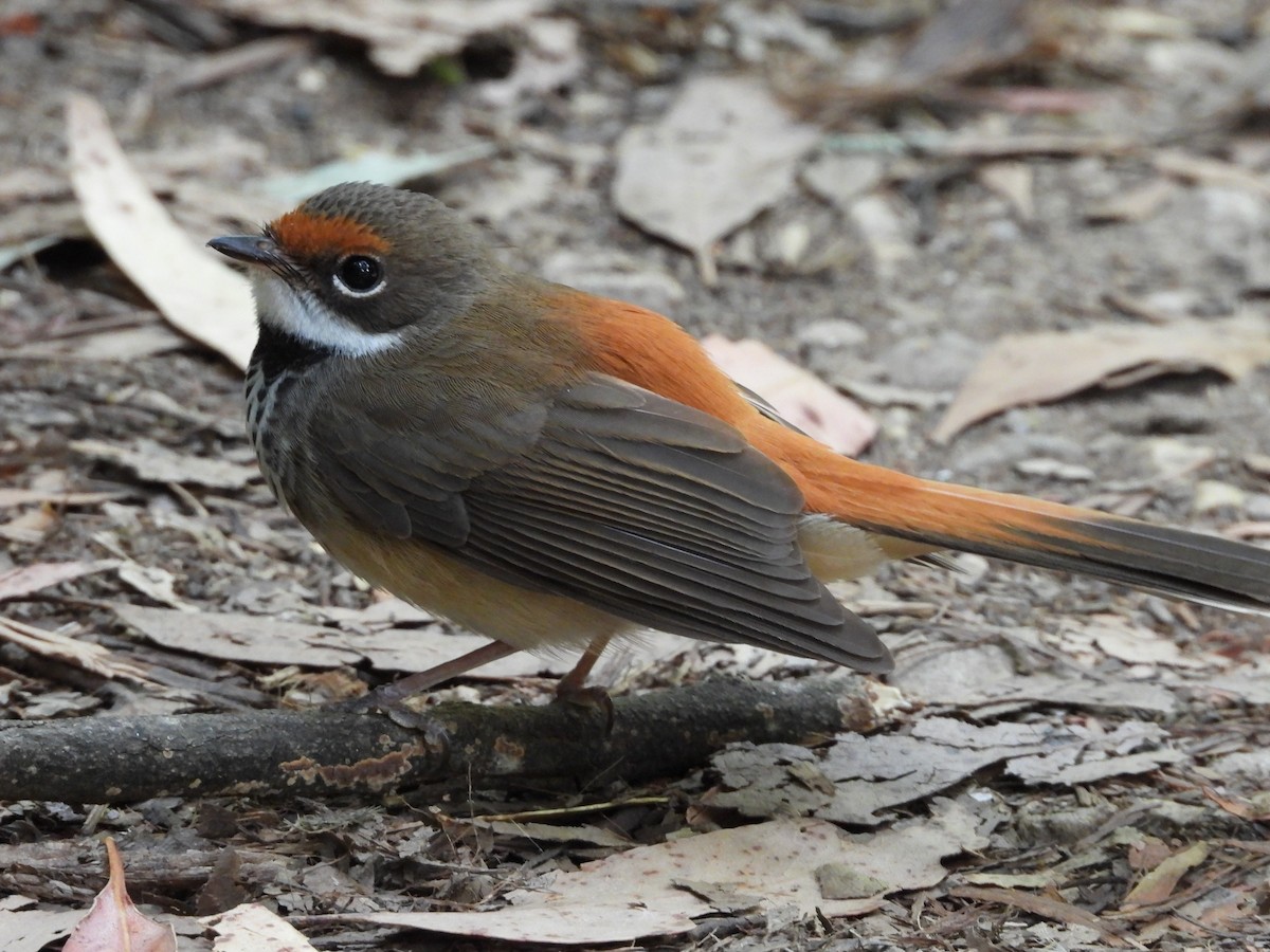 Australian Rufous Fantail - ML630093585