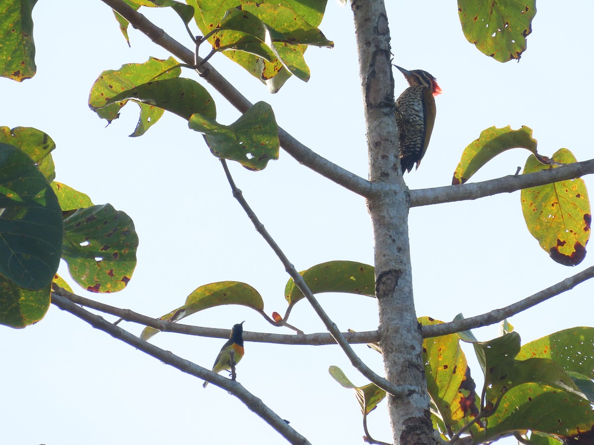 Palawan Sunbird - ML630093586