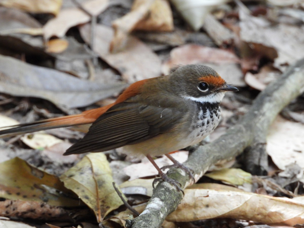 Australian Rufous Fantail - ML630093628