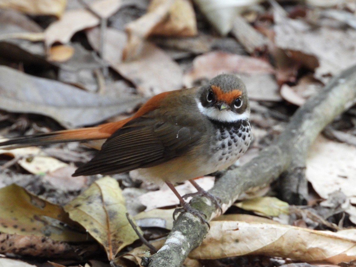 Australian Rufous Fantail - ML630093692