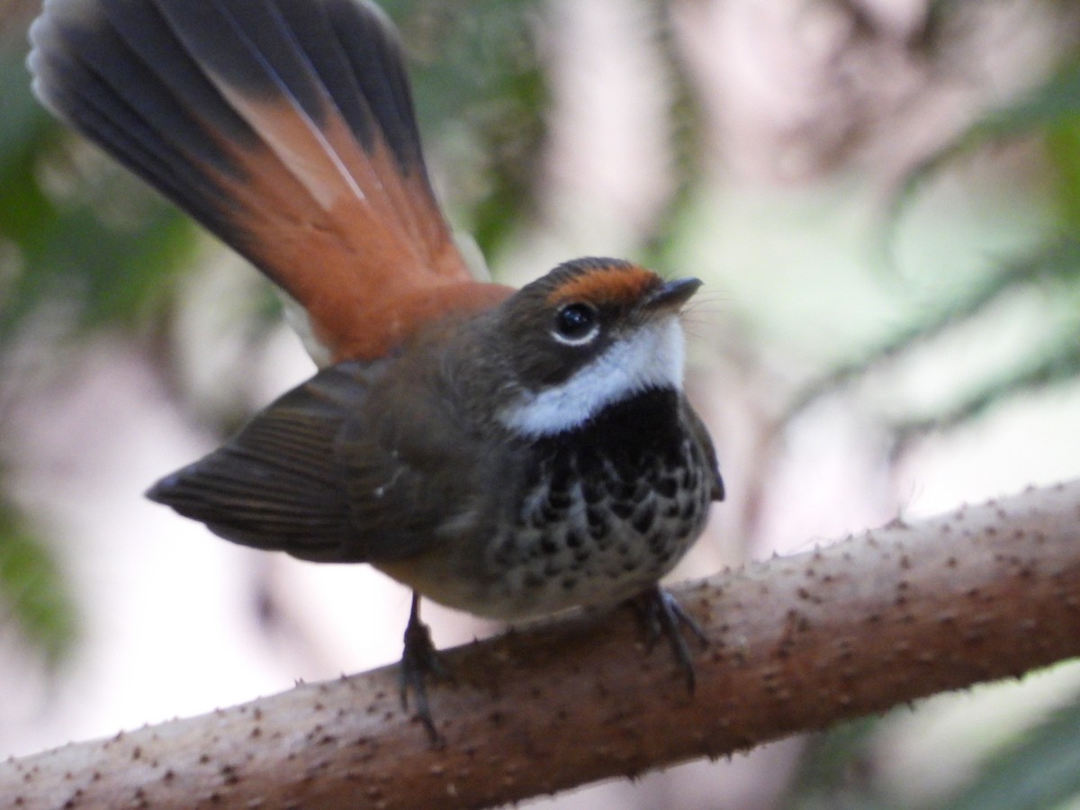 Australian Rufous Fantail - ML630093740