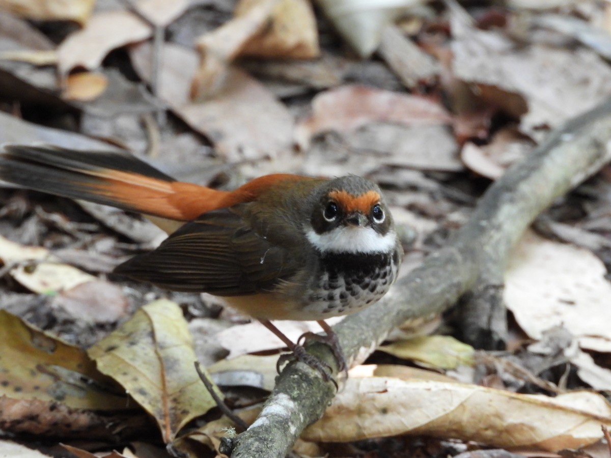 Australian Rufous Fantail - ML630093770