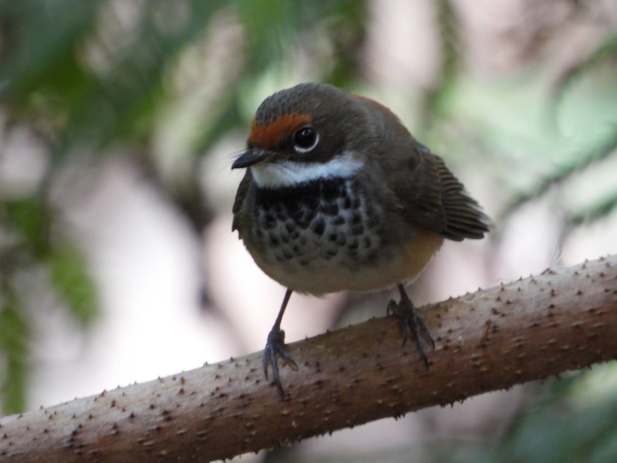 Australian Rufous Fantail - ML630093801