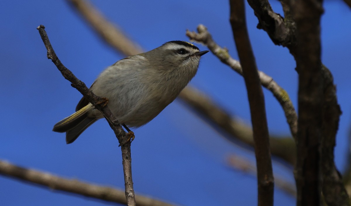 Roitelet à couronne dorée - ML630093808