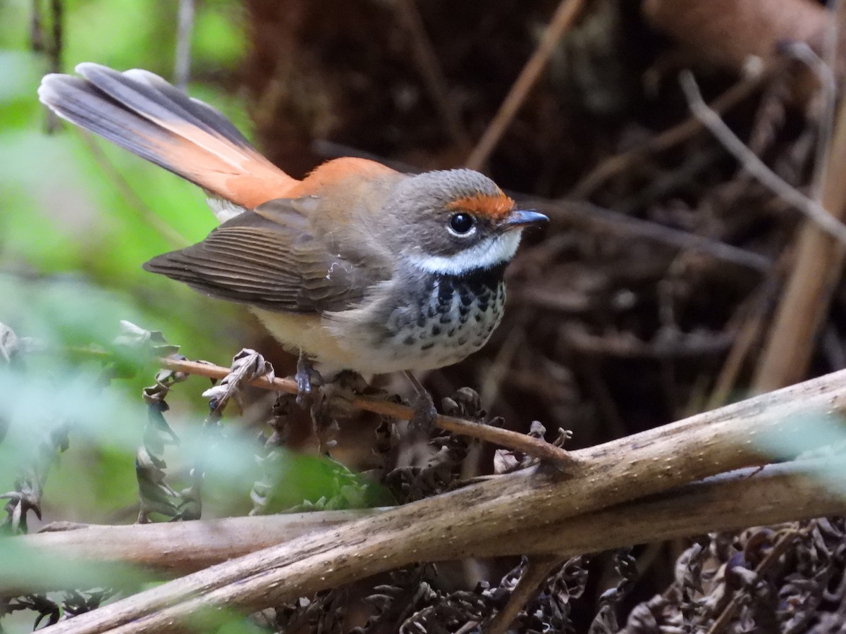 Australian Rufous Fantail - ML630093825
