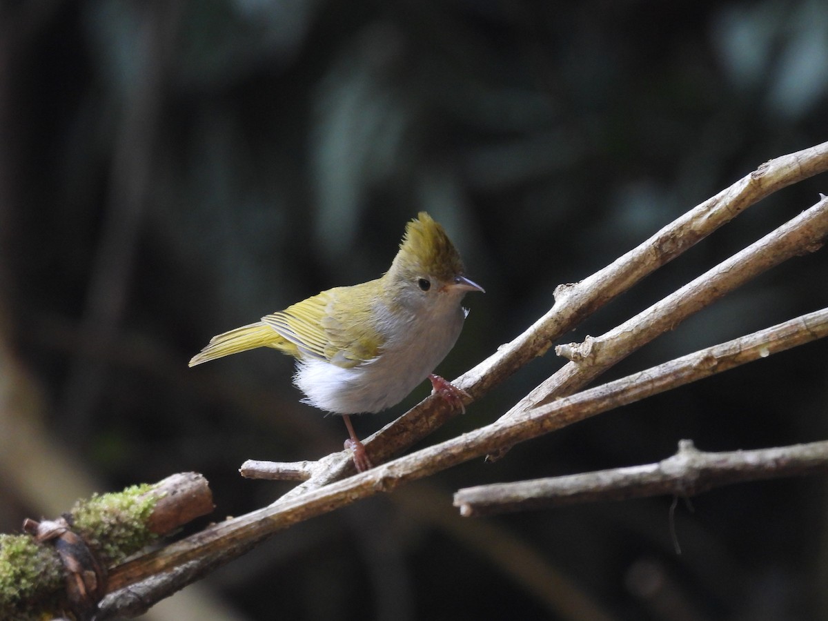 綠畫眉 - ML630093829