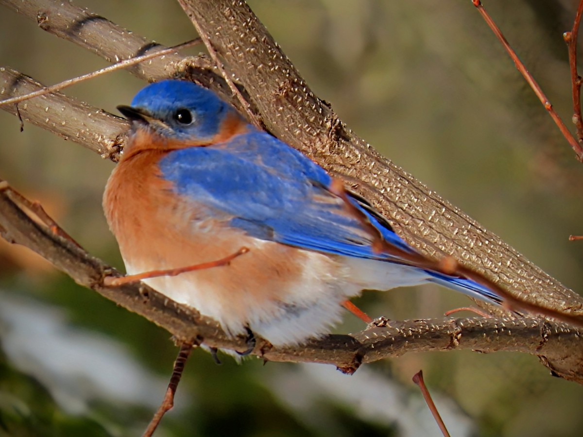 Eastern Bluebird - ML630093843