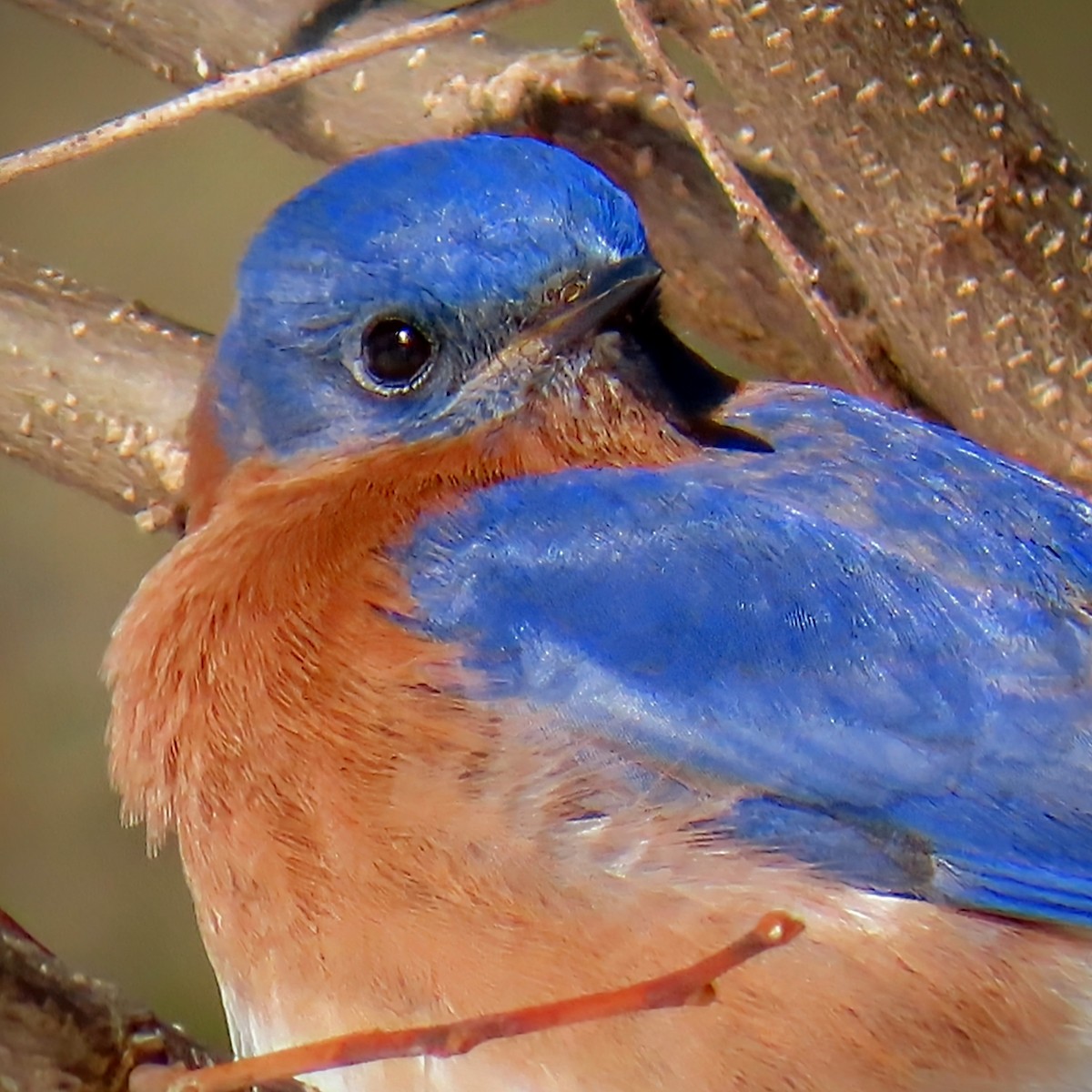 Eastern Bluebird - ML630093844