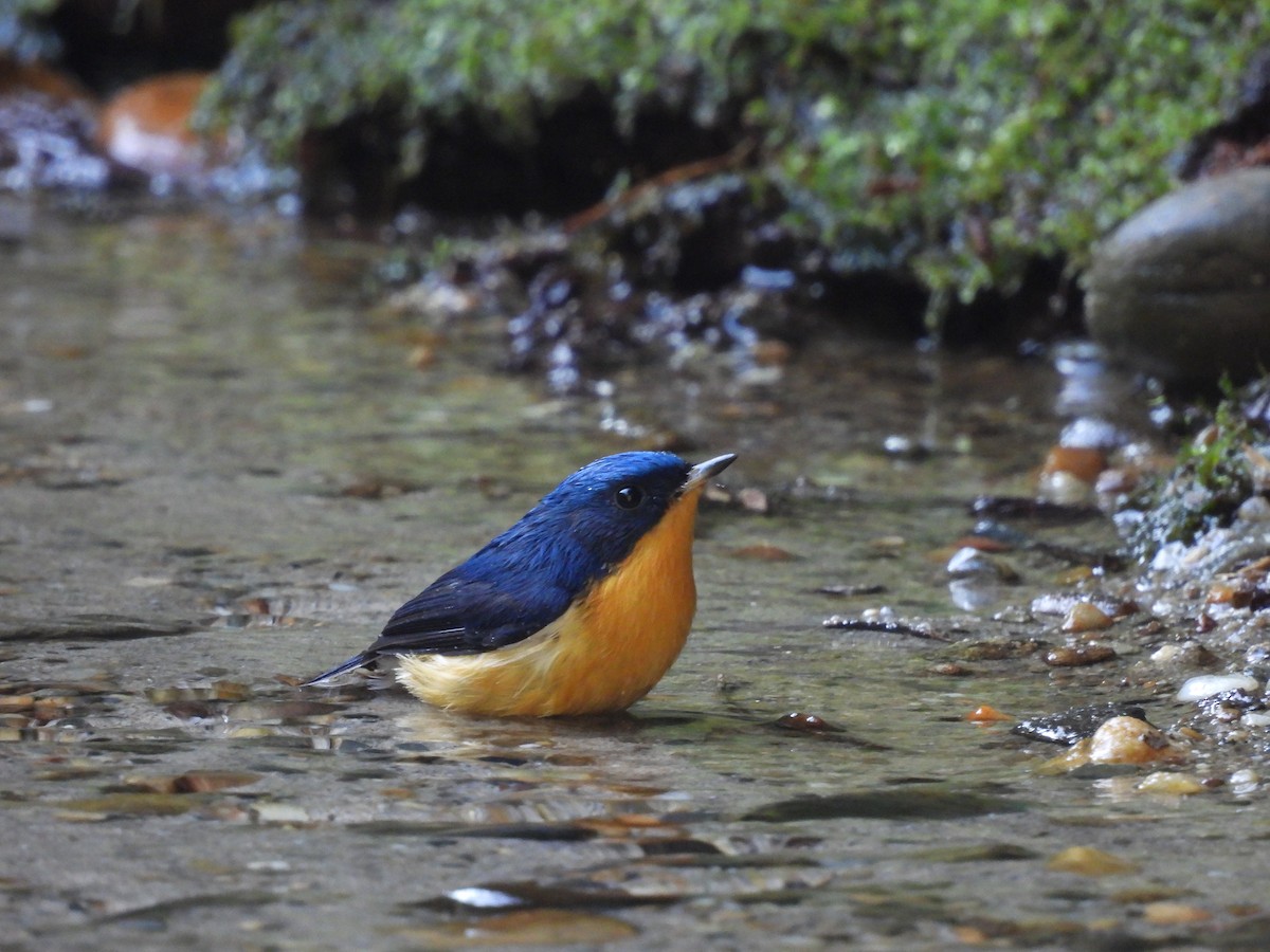 Pygmy Flycatcher - ML630093911