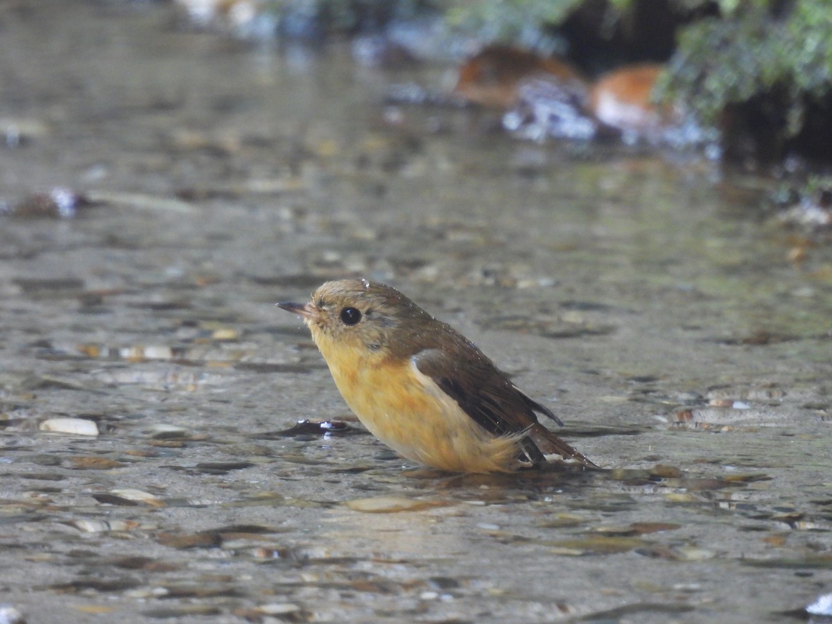 Pygmy Flycatcher - ML630093912