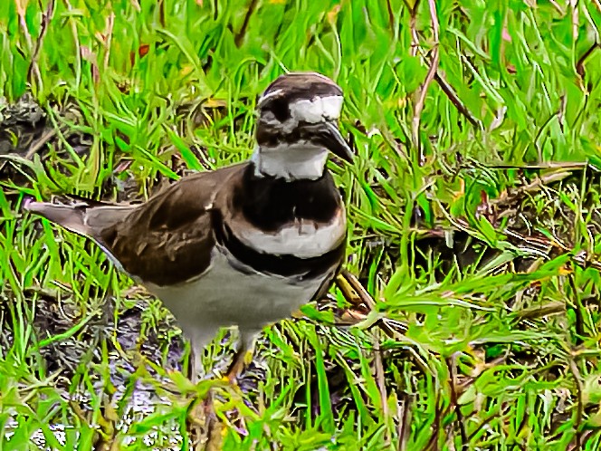 Killdeer - ML630093914