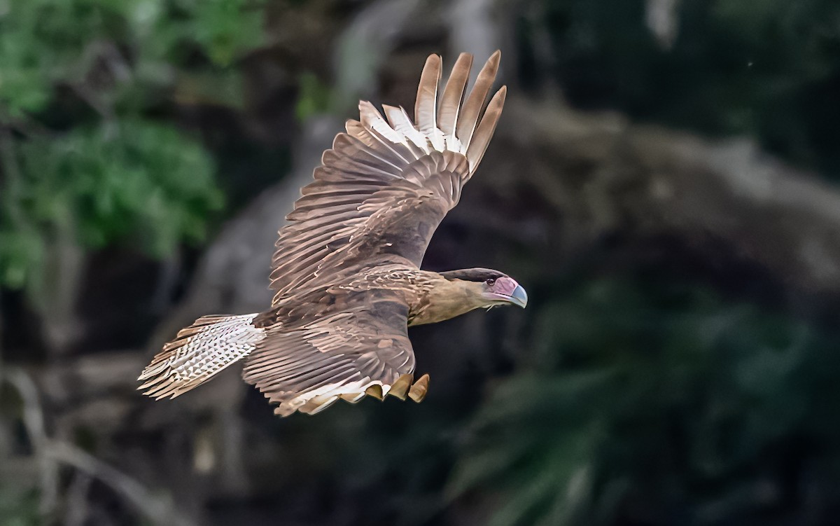 Crested Caracara - ML630093924