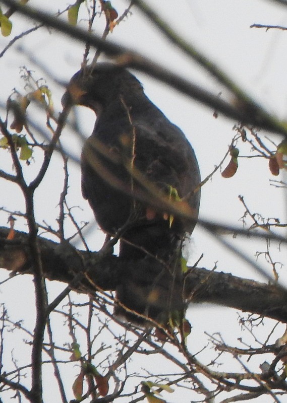 Congo Snake-Eagle - ML630093999
