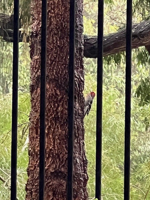 Red-breasted Sapsucker (daggetti) - ML630094013