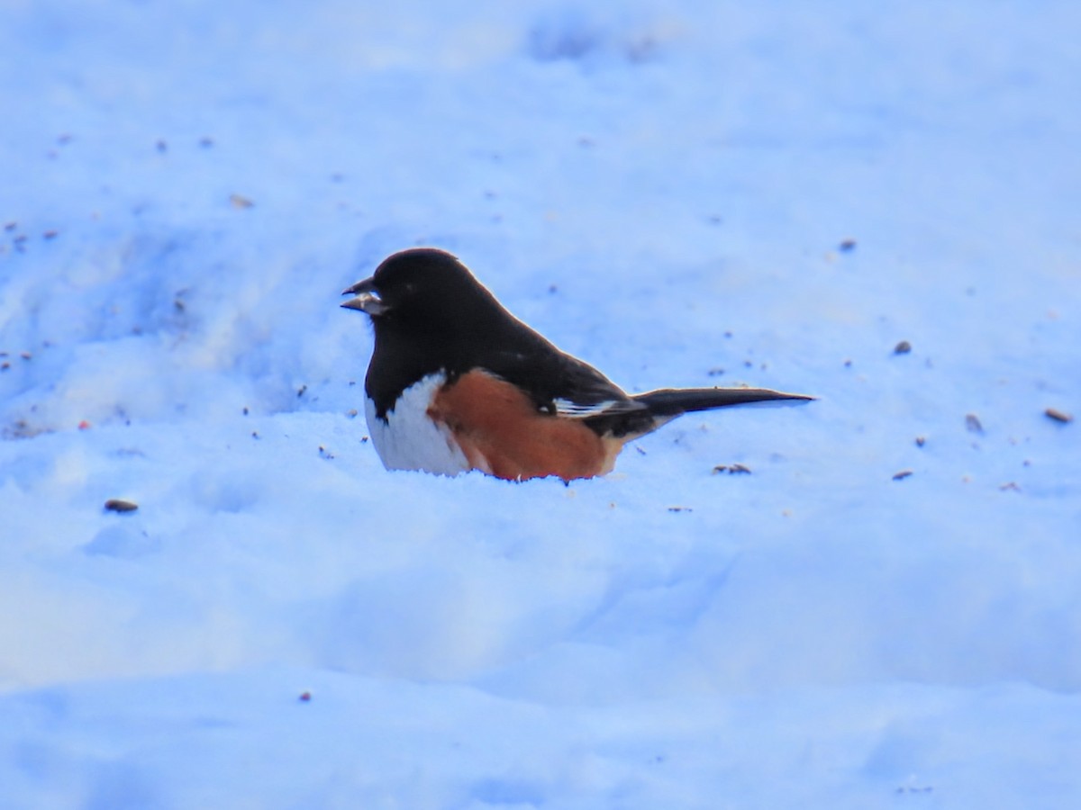 Eastern Towhee - ML630094203