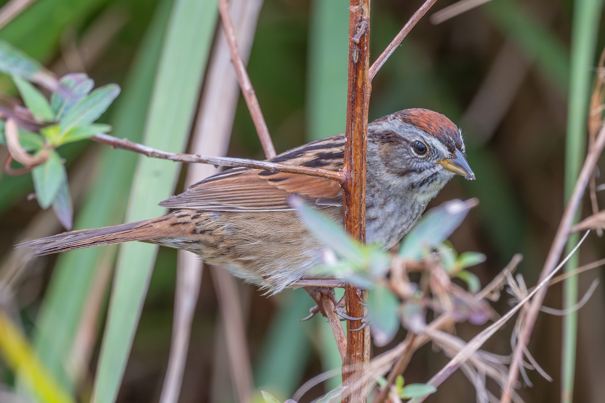 Swamp Sparrow - ML630094253