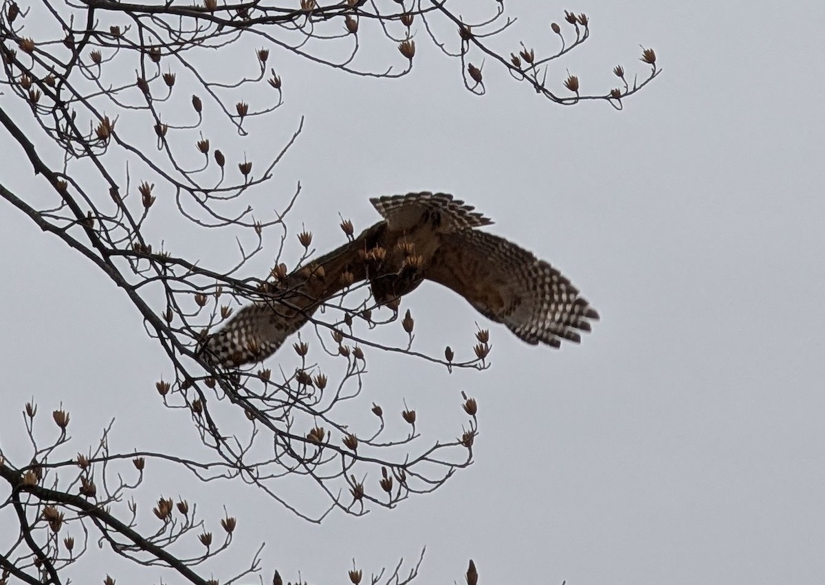 Red-shouldered Hawk - ML630094357