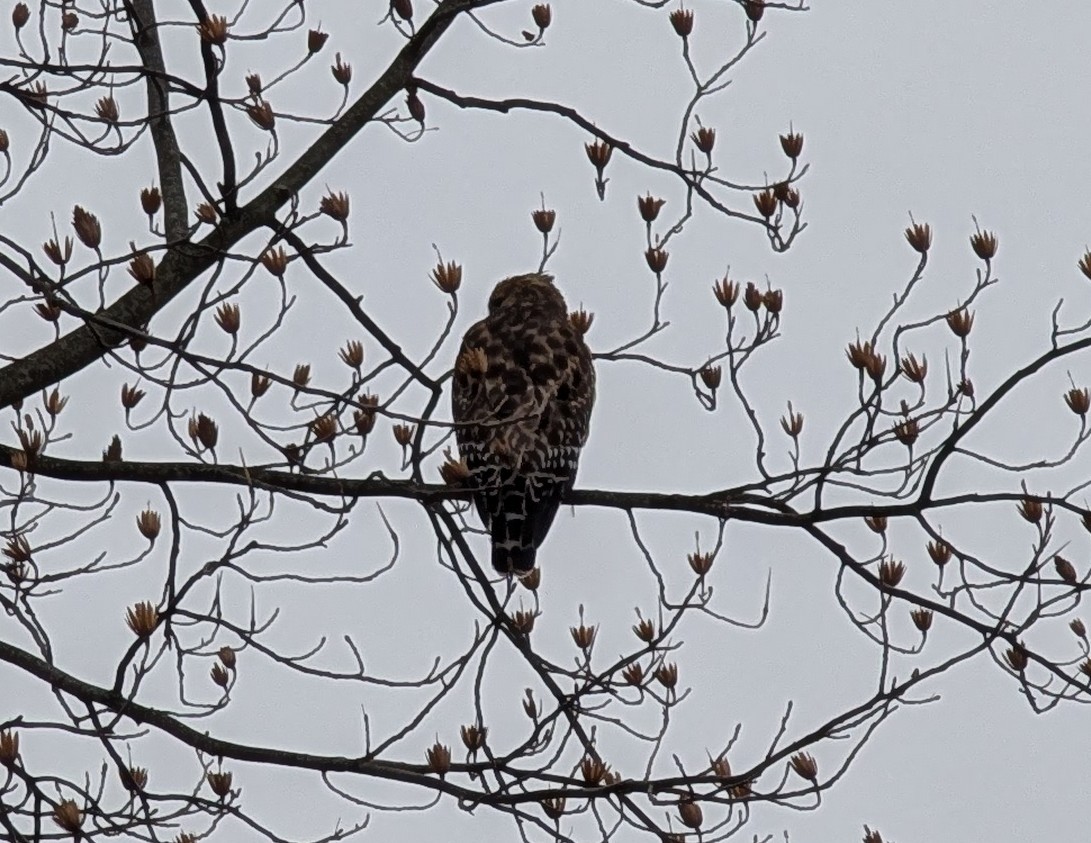 Red-shouldered Hawk - ML630094358