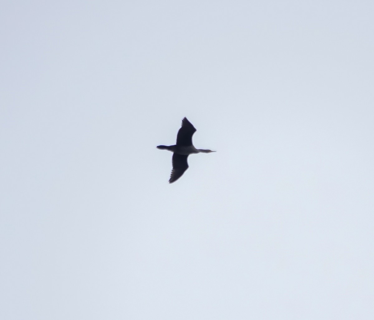 Double-crested Cormorant - ML630094493
