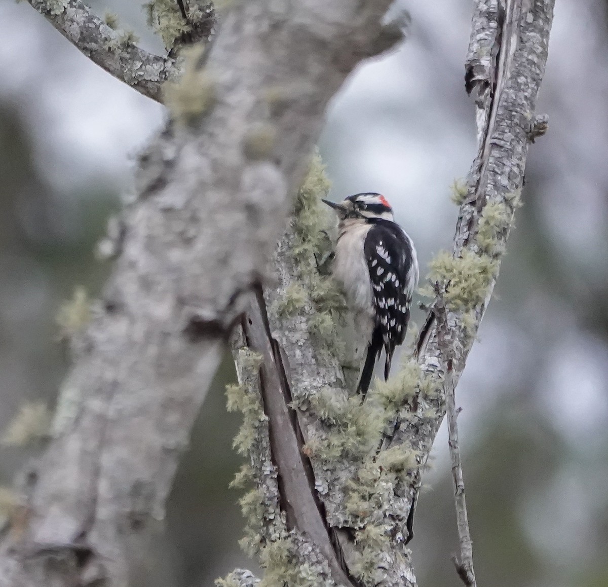 Downy Woodpecker - ML630094499