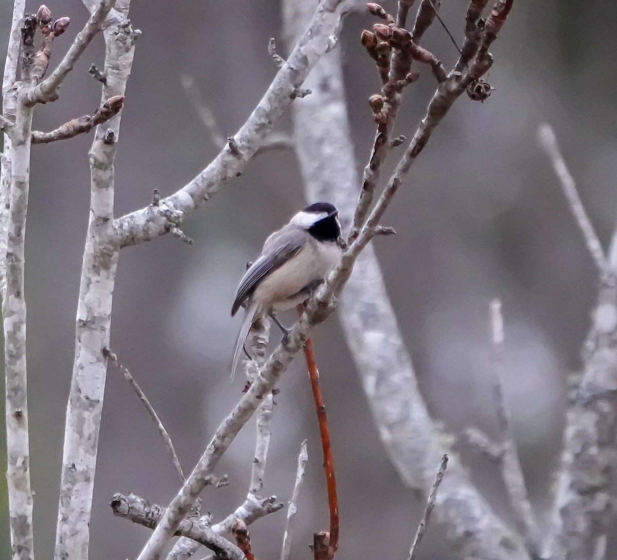 Carolina Chickadee - ML630094510