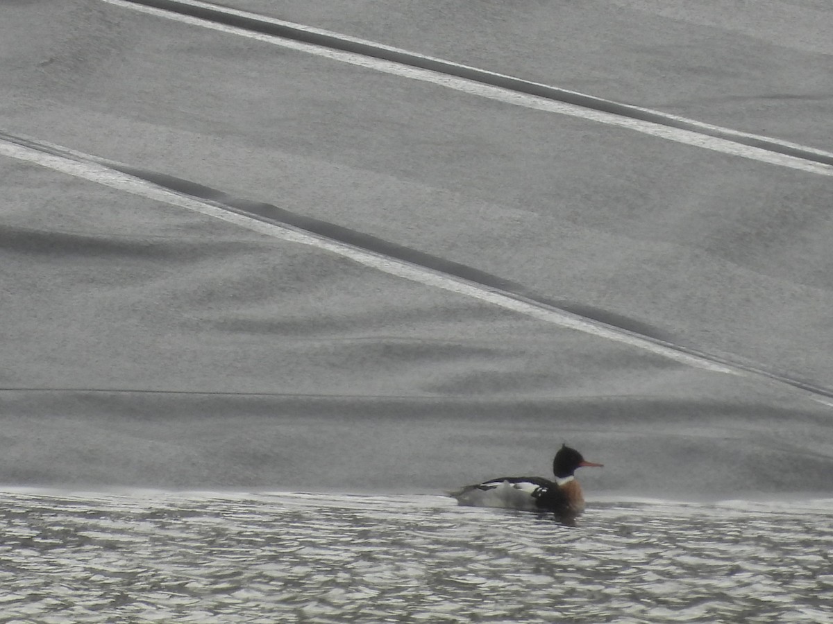 Red-breasted Merganser - ML630094511