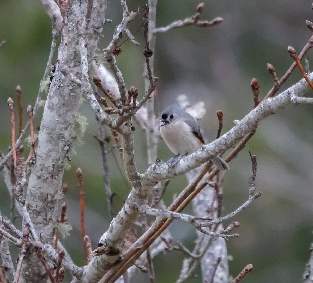 Tufted Titmouse - ML630094514