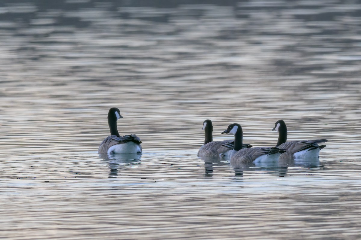 Cackling Goose - ML630094526